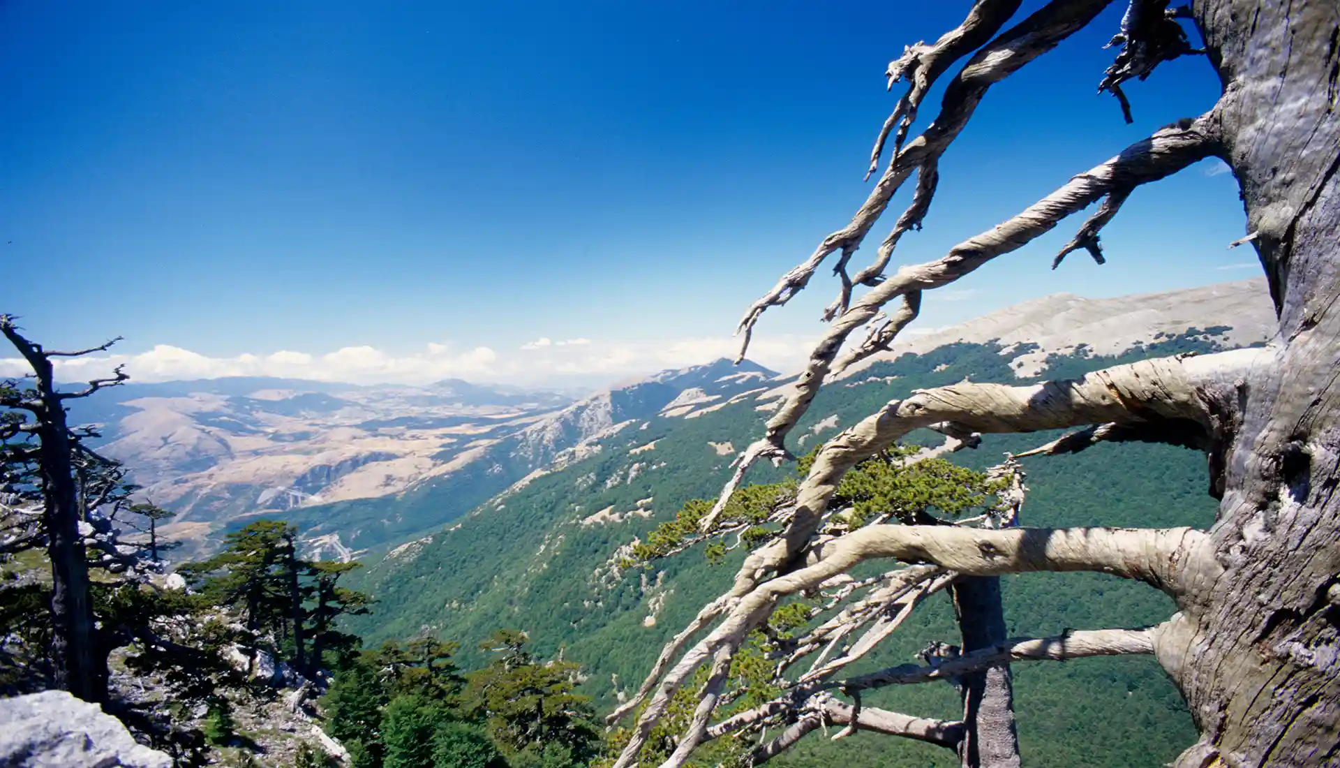 Parco del Pollino: Pino Loricato